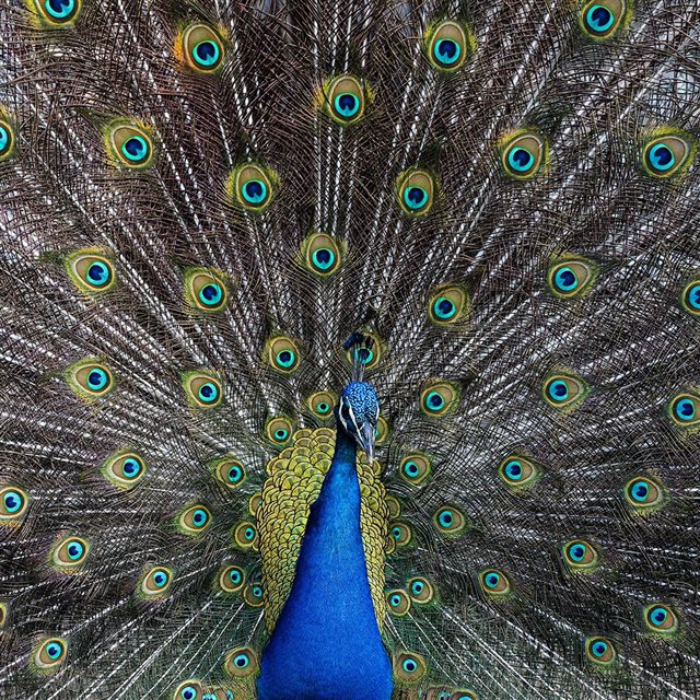 Peacock Animal Bird Art iPad wallpaper 