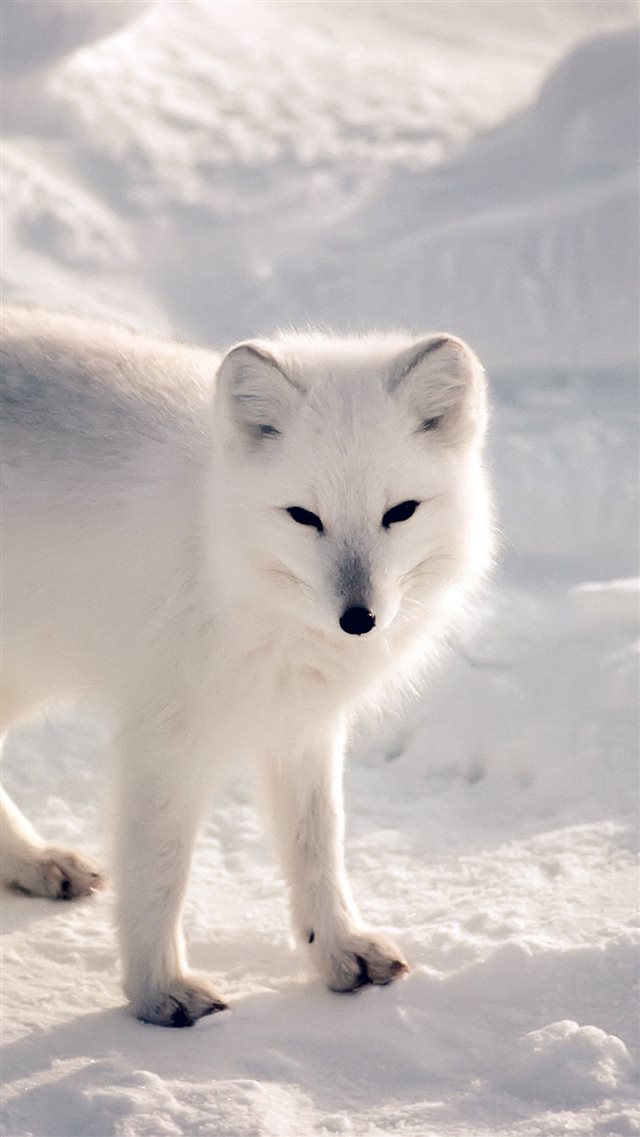 White Artic Fox Snow Winter Animal iPhone 8 wallpaper 