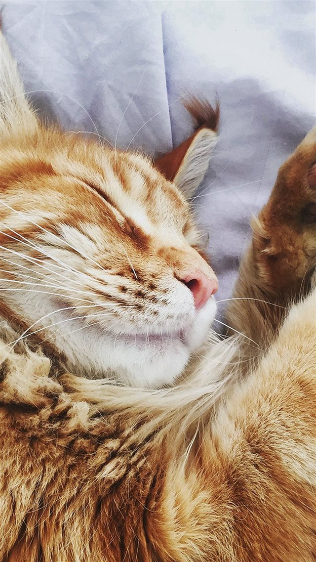 Cat Nap Sleeping Animal Cute Orange iPhone 8 wallpaper 