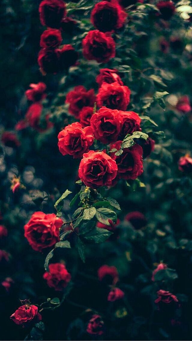 Beautiful Garden Red Roses Flowers iPhone 8 wallpaper 