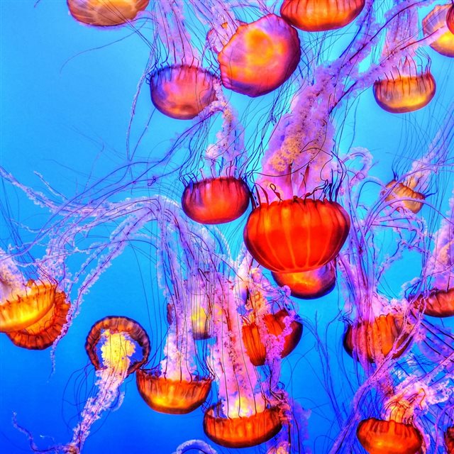 Jellyfish Underwater Swimming iPad wallpaper 
