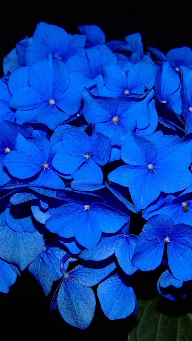 Hydrangea Blossom Flower Blue Dark Nature iPhone 8 wallpaper 