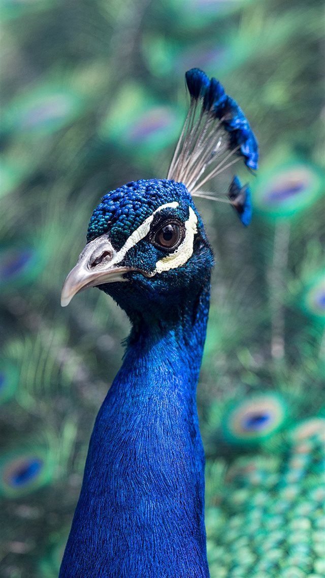 Peacock Animal Bird Nature Blue iPhone 8 wallpaper 