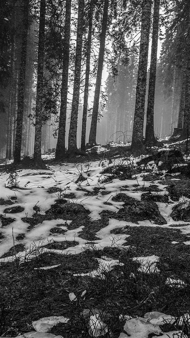 Mountain Snow Woods Nature Dark Bw iPhone 8 wallpaper 