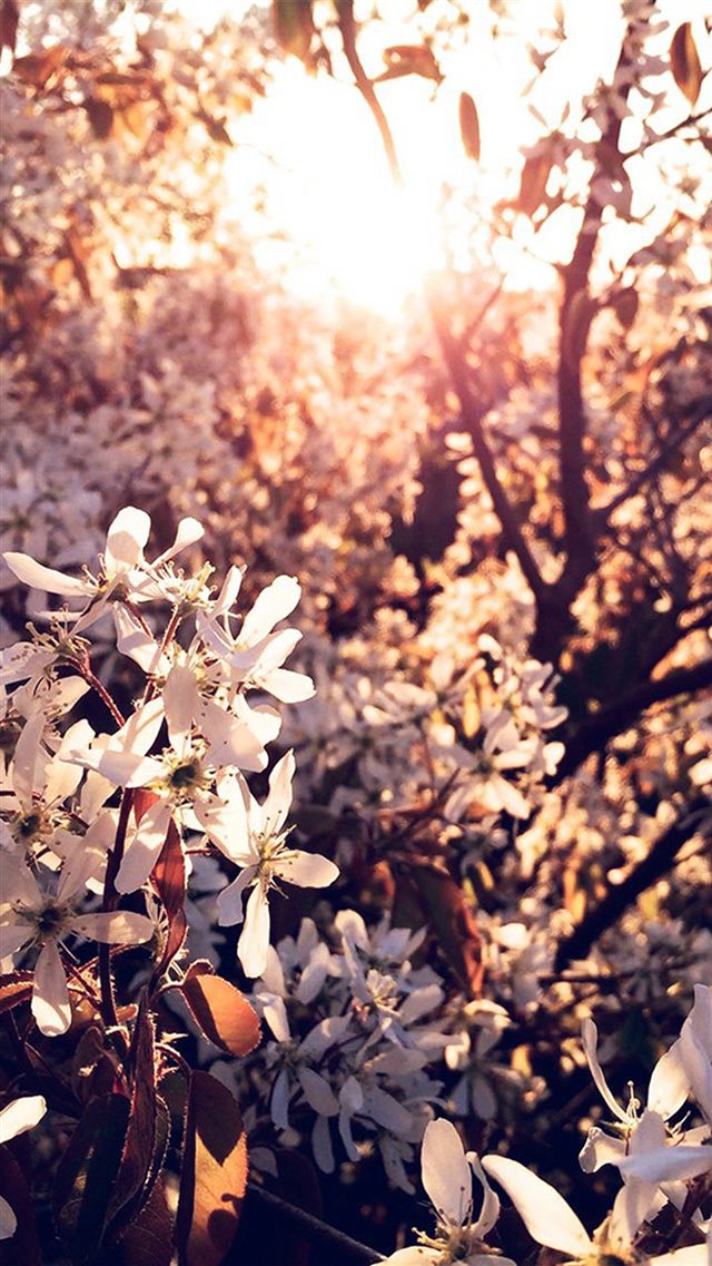 Tree Flower Blossom Spring Nature iPhone 8 wallpaper 
