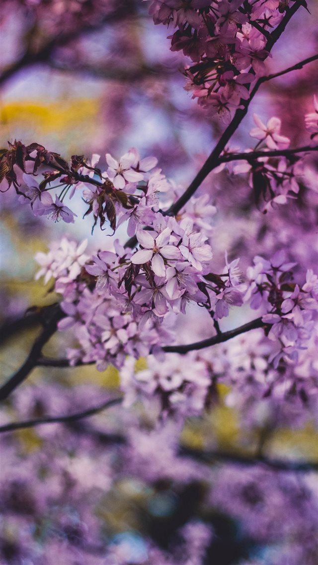 Flower Pink Blue Nature Bokeh Tree Spring iPhone 8 wallpaper 