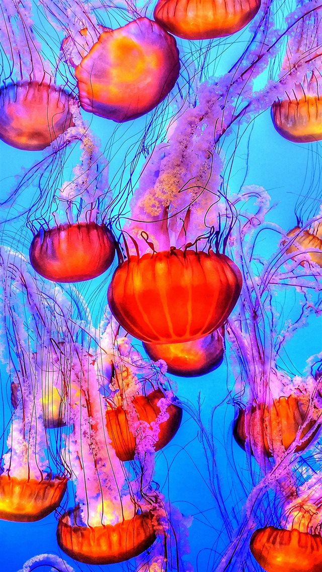 Jellyfish Water Ocean Red Blue iPhone 8 wallpaper 