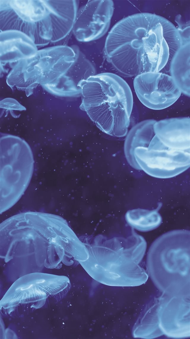 Pure Transparent Swimming Jellyfish Undersea iPhone 8 wallpaper 