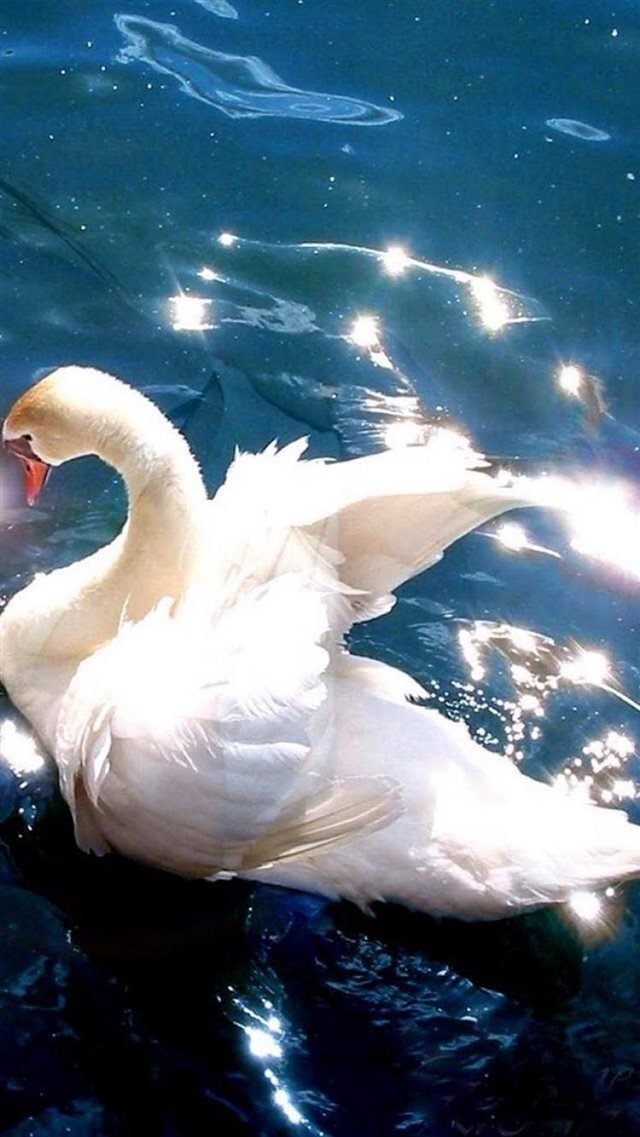 Bright White Swan Swimming Clear Pool iPhone 8 wallpaper 