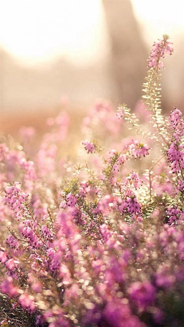 Nature Spring Bloomy Flowers Blurry iPhone 8 wallpaper 