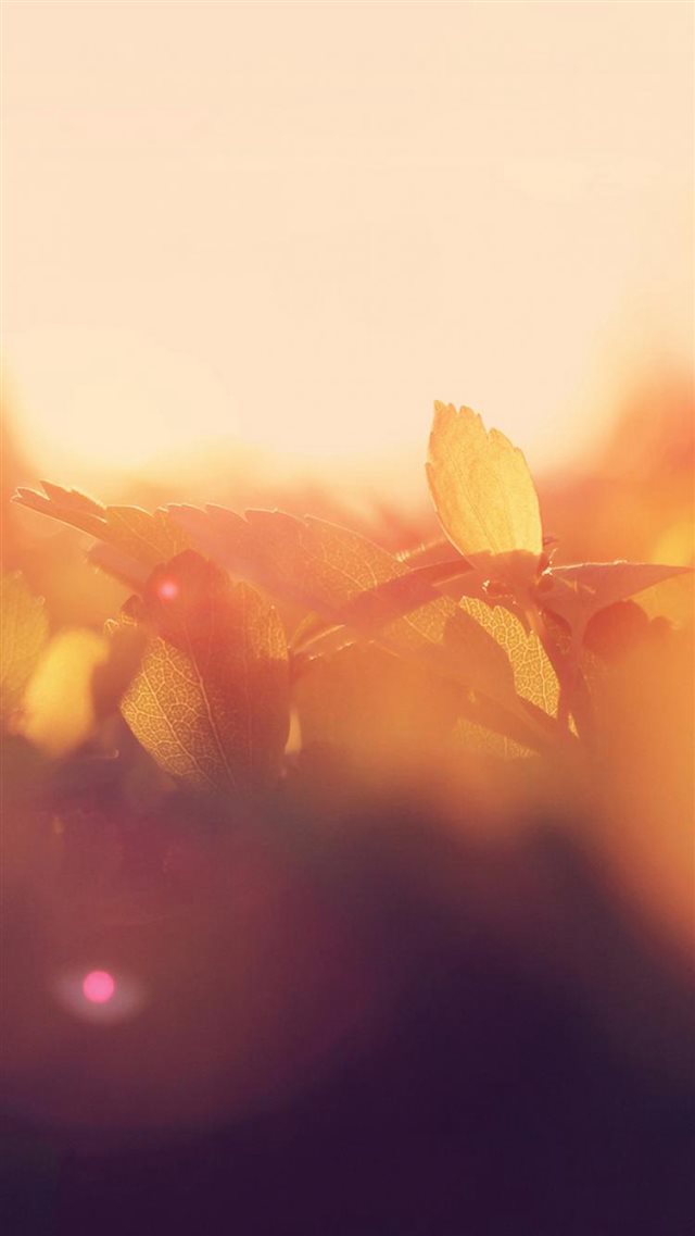 Morning Leaf Bud Sunshine Macro Flare iPhone 8 wallpaper 