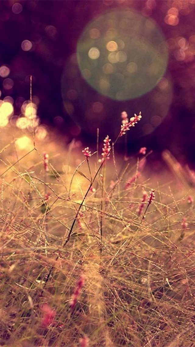 Nature Grass Lawn Flare Scenery iPhone 8 wallpaper 