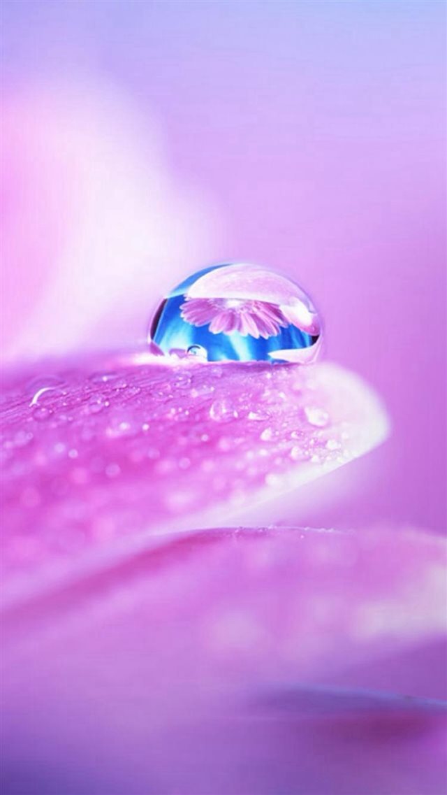 Pure Wet Petal Dew Global Macro iPhone 8 wallpaper 