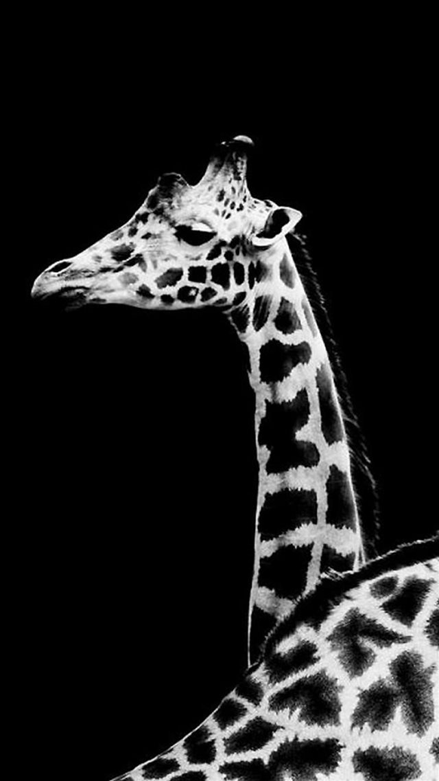 Dark Simple Giraffe Animal iPhone 8 wallpaper 