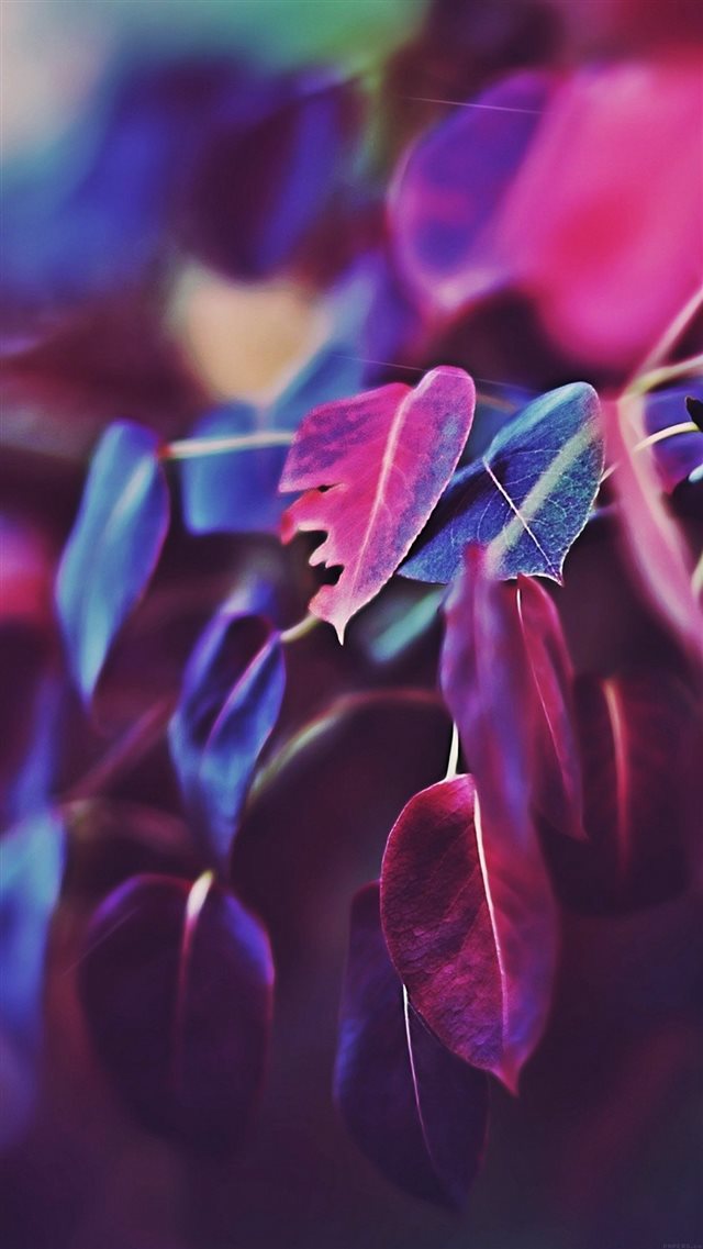 Fall Leaf Flower Bokeh Nature iPhone 8 wallpaper 