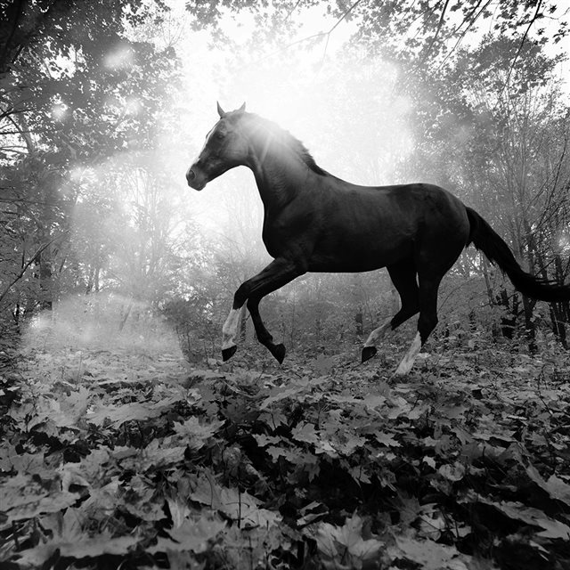 Horse Art Animal Fall Leaf Mountain Flare Dark Bw iPad wallpaper 