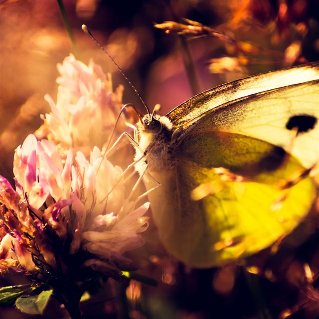 Sunset Butterfly Bloomy Flower iPad wallpaper 
