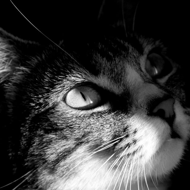 Dark Looking Cat Anima Head Macro iPad wallpaper 