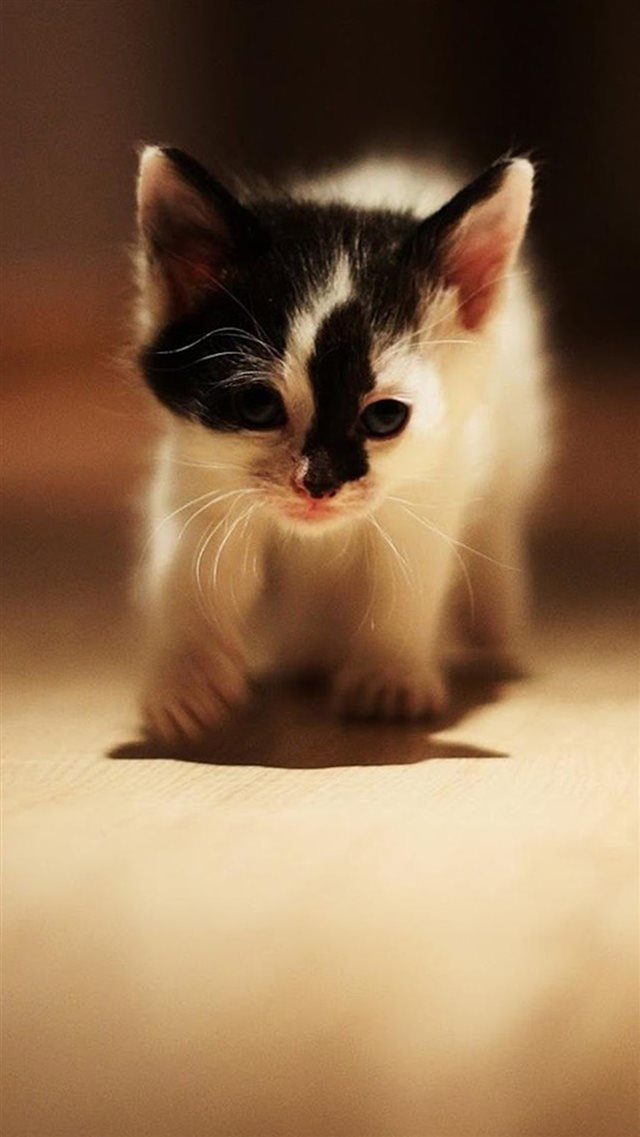 Cute Walking Speckle Little Kitten Cat iPhone 8 wallpaper 