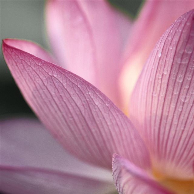 Lotus Flower Pure Close up iPad wallpaper 