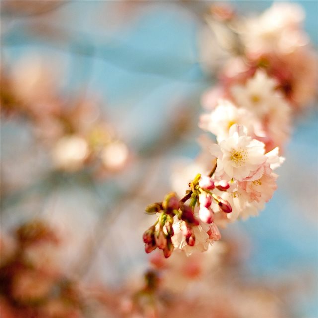 Springtime Bloomy Blurry iPad wallpaper 