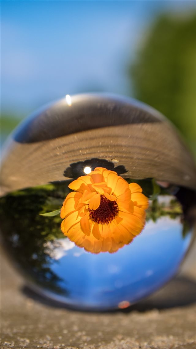 Ball Flower Glass Blurring iPhone 8 wallpaper 