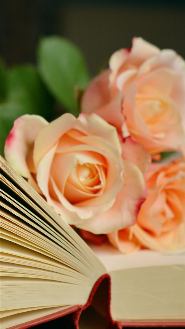Book Roses Bouquet Reading iPhone 8 wallpaper 
