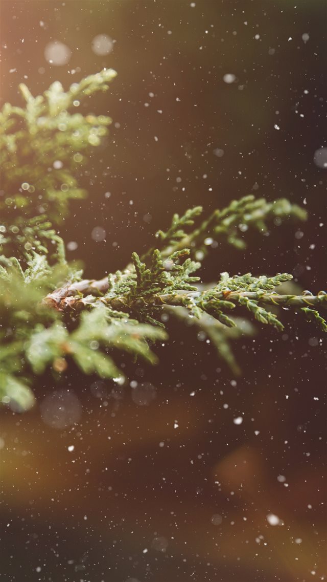 Branches Snow Glare iPhone 8 wallpaper 