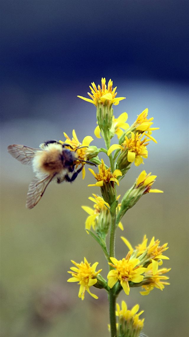 Bumble Bee Flower Insect Blur iPhone 8 wallpaper 