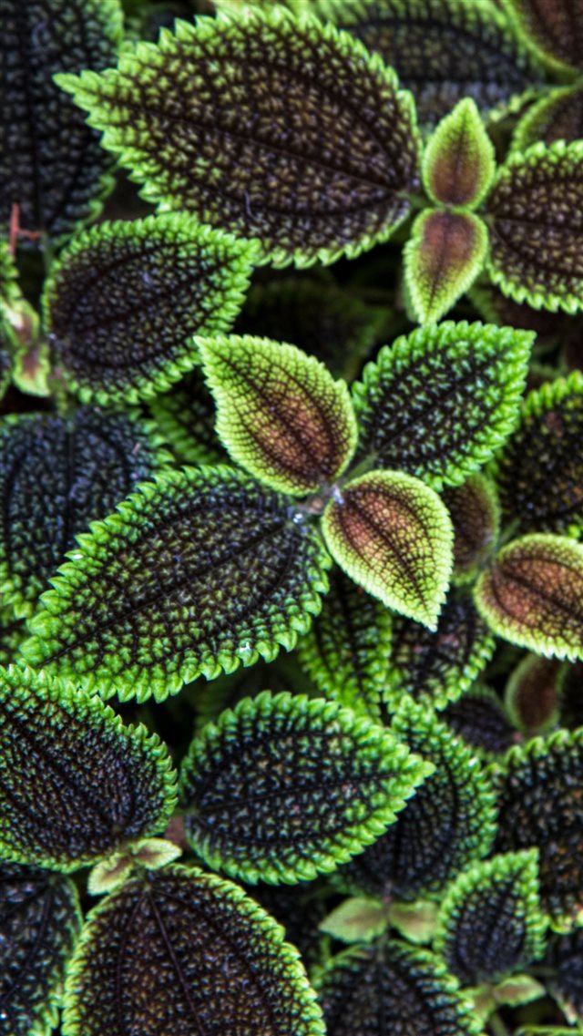 Nature Leaves Texture Surface Ribbed iPhone 8 wallpaper 