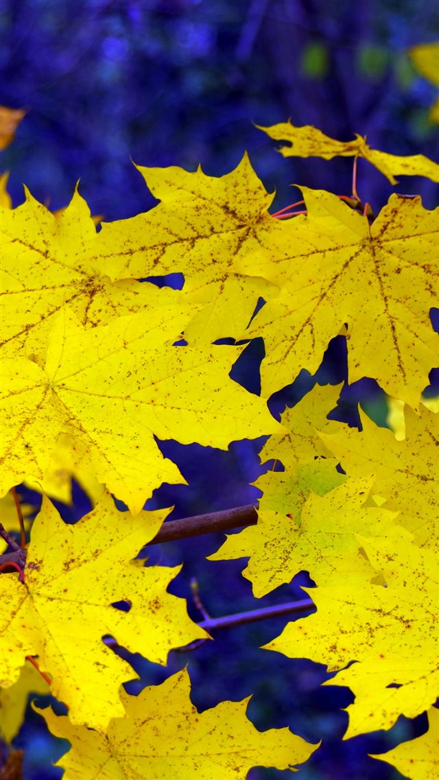 Maple Leaves Fall Fallen Yellow iPhone 8 wallpaper 