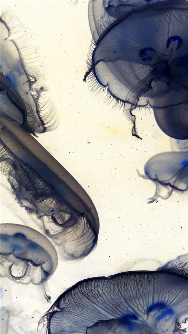 Pacific Jellyfish Ocean Sea Animal Nature White iPhone 8 wallpaper 