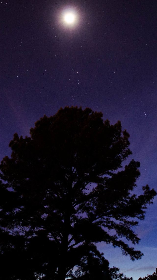 One Star Shine Night Dark Blue Sky Wood iPhone 8 wallpaper 