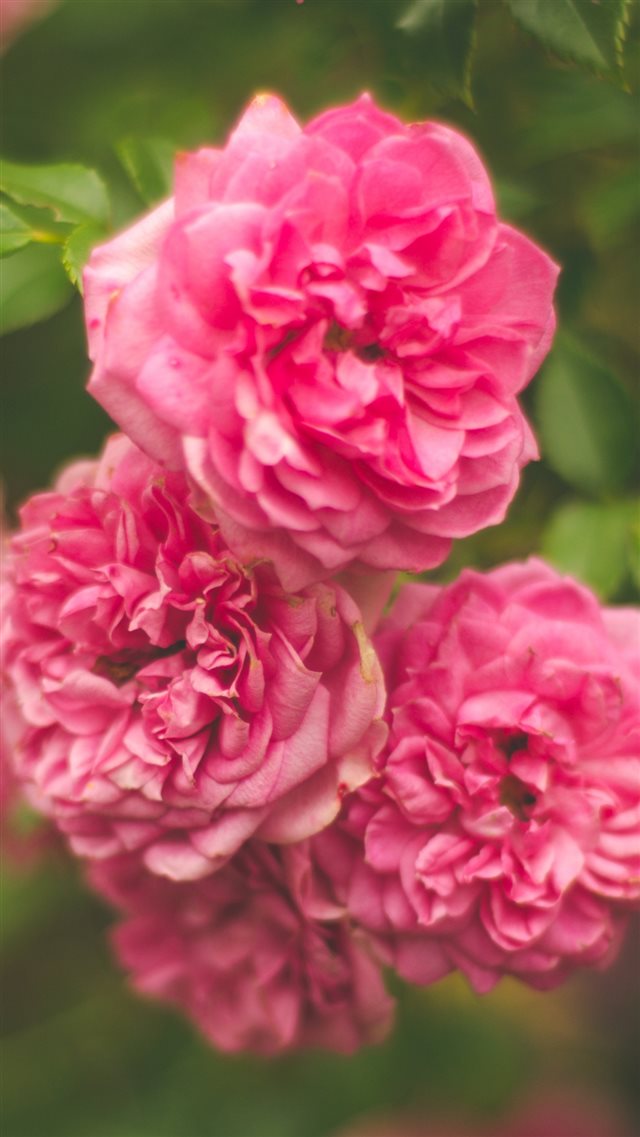 Rose Pink Flower Bush iPhone 8 wallpaper 