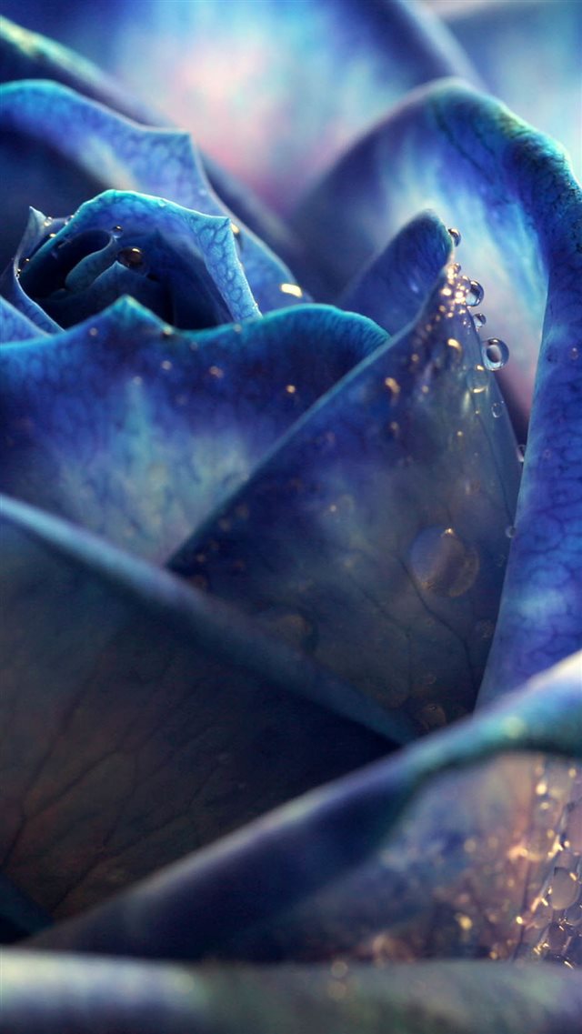 Blue Dew Rose Bloomy Bud Macro iPhone 8 wallpaper 