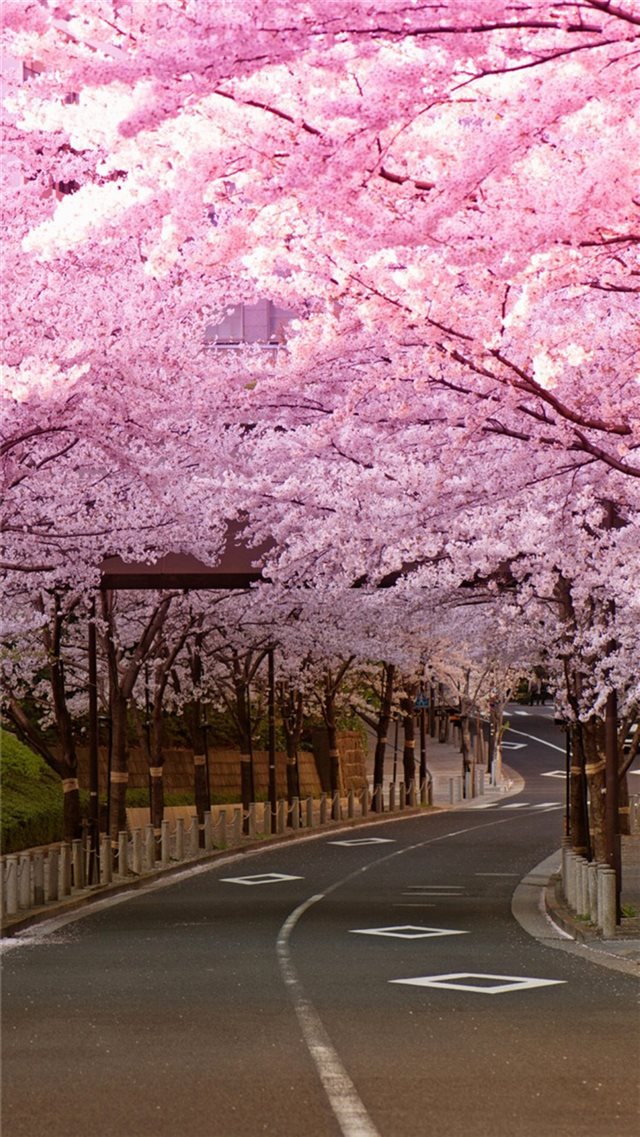 Bright Cherry Blossom Road iPhone 8 wallpaper 