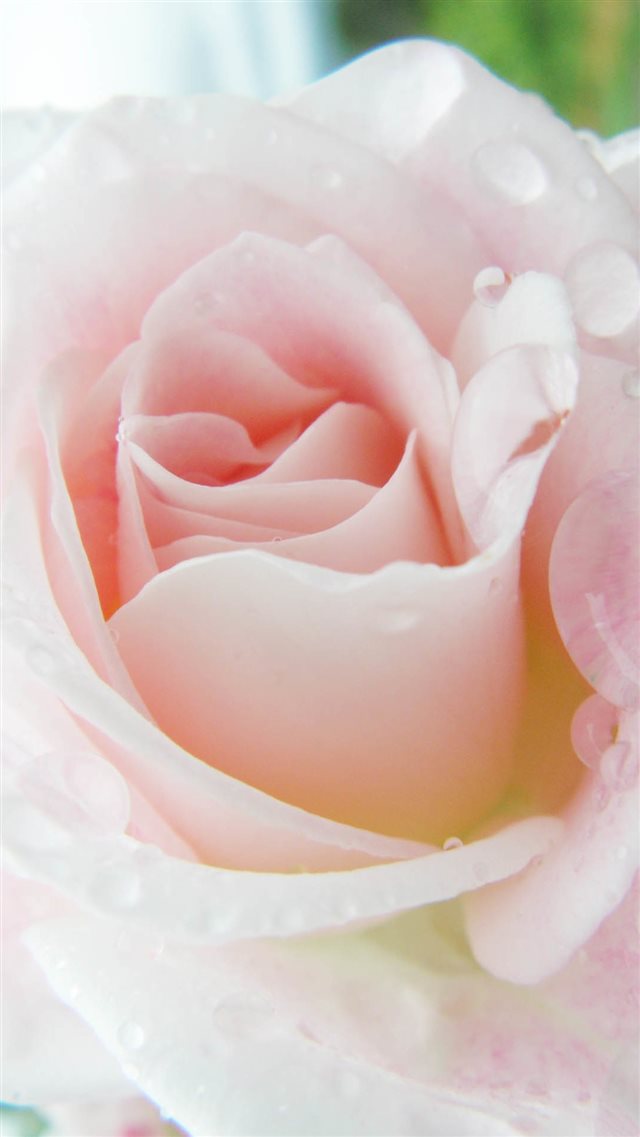 Bright Pink Rose Macro iPhone 8 wallpaper 
