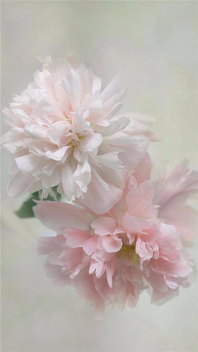 Pure Beautiful Flowers Macro Close Up iPhone 8 wallpaper 