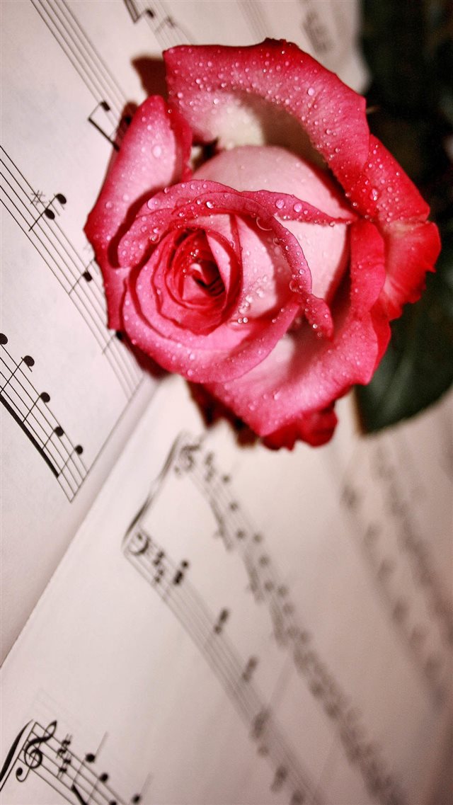 Dew Red Rose Lying Music Score iPhone 8 wallpaper 