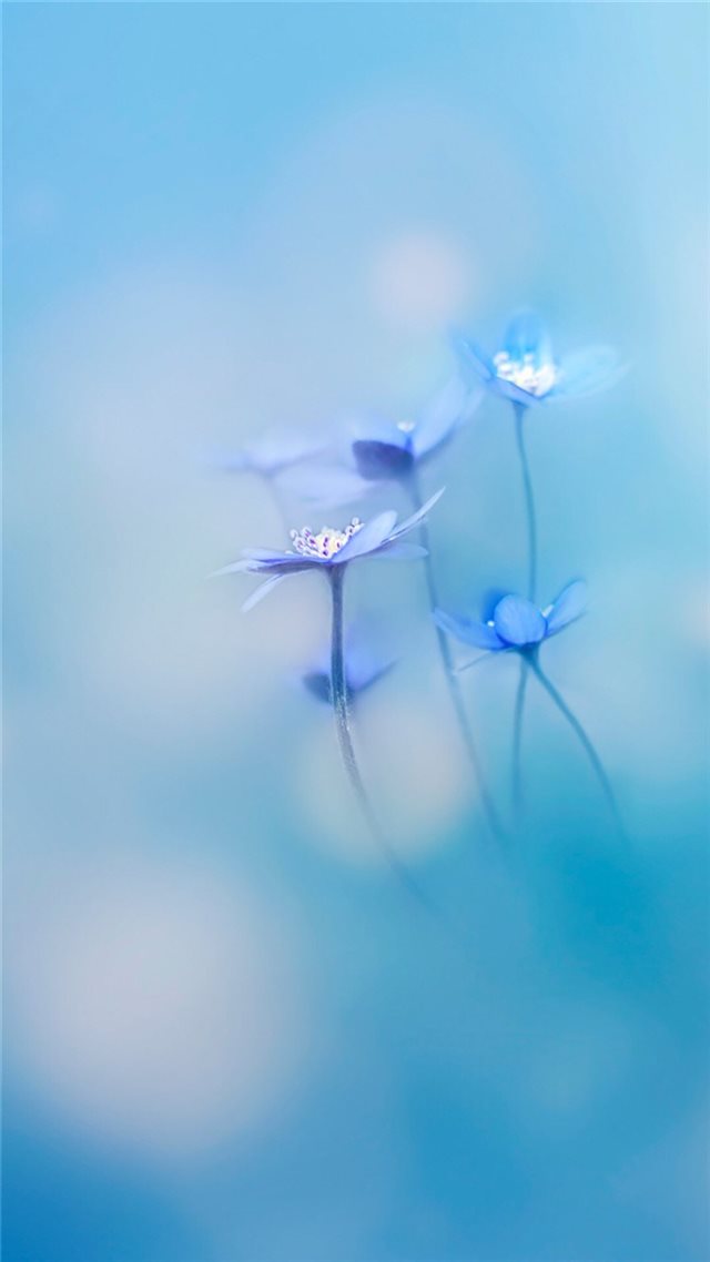 Simple Little Flowers Bokeh Blury iPhone 8 wallpaper 
