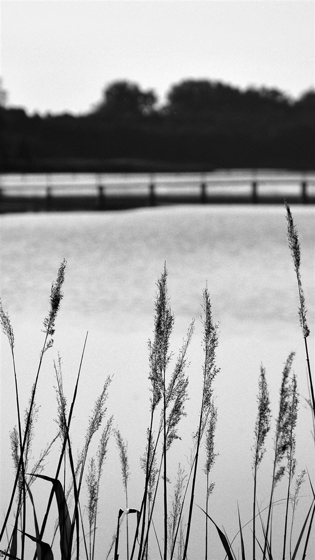 Lake View Flower Water Calm Nature Bokeh Dark Bw iPhone 8 wallpaper 