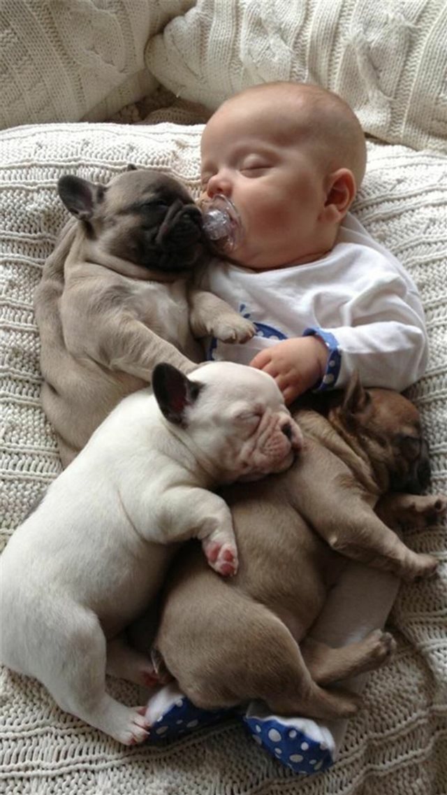 Infant Baby Dog Sleeping Cute Lovely iPhone 8 wallpaper 