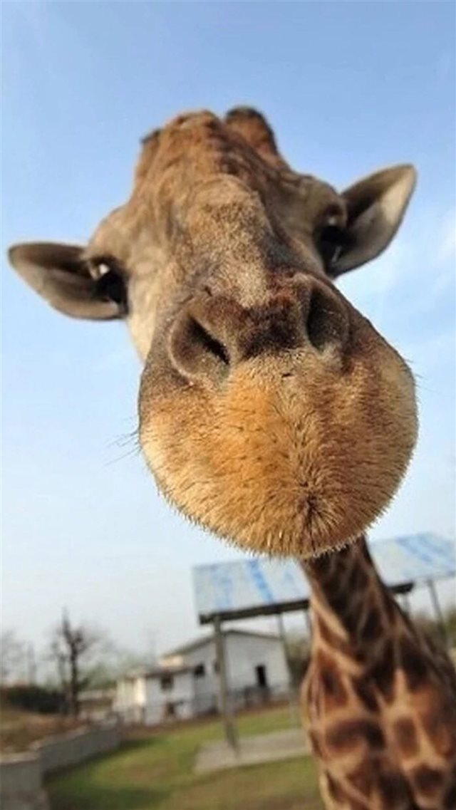 Cute Funny Giraffe Macro Face Animal iPhone 8 wallpaper 