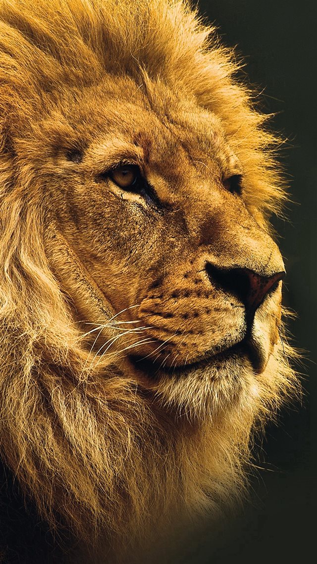 National Geographic Nature Animal Lion Yellow iPhone 8 wallpaper 