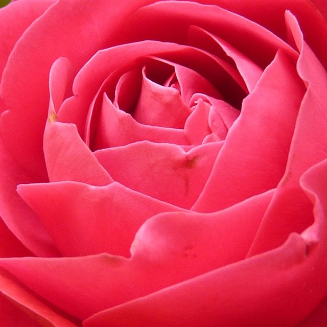 Rose Red Nature Flower iPad wallpaper 