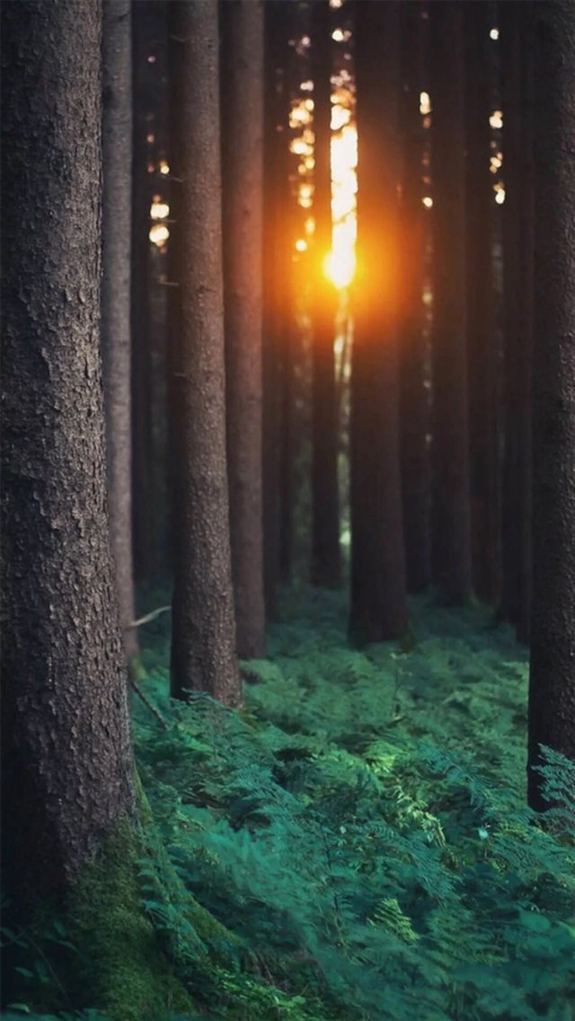 Morning Sunlight Through Forest Trees  iPhone 8 wallpaper 