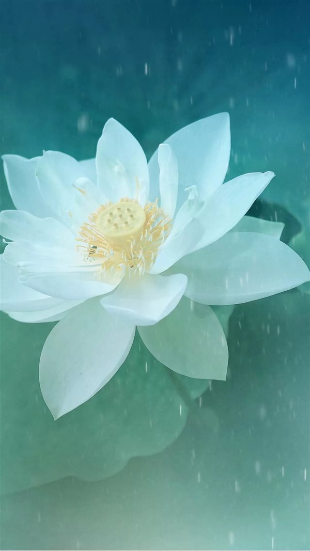 Pure Beautiful Lotus Flower Macro iPhone 8 wallpaper 