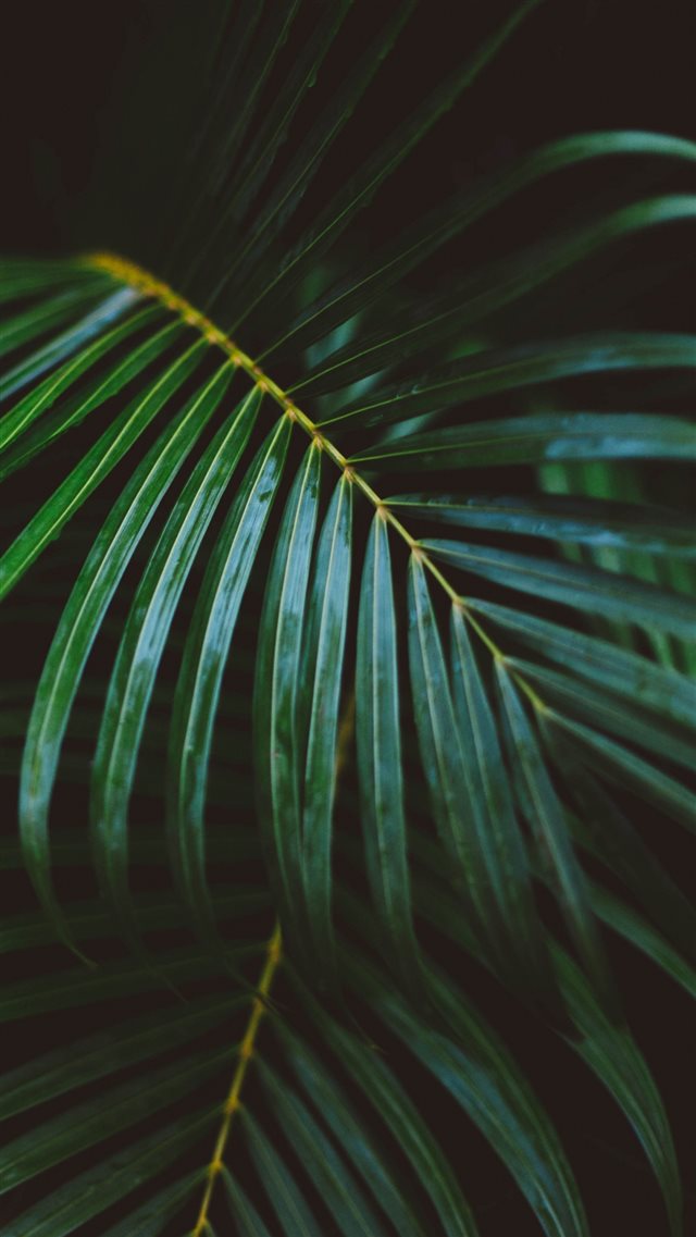 Palm Frond Leafy Branch iPhone 8 wallpaper 