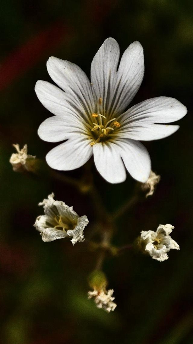 Nature Dark White Bloomy Flower Plant Macro iPhone 8 wallpaper 