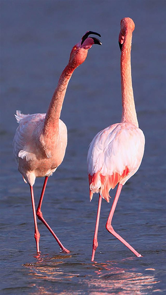 Camargue Rose Flamingo iPhone 8 wallpaper 